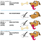Learning Theories - Classical Conditioning