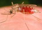 Groups Worldwide Seek to Raise Malaria Awareness