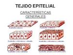 Las <b>células</b> poseen una