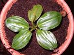 File:Nep rajah cultivated.jpg - Wikimedia Commons