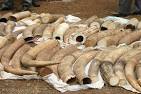 AWF Blog » Blog Archive » Huge Ivory Seizure in Kenya, Two Men ...