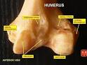 Humerus - Wikipedia, the free encyclopedia