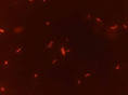BioVisible Photopage