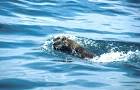 Fast swimming sea otter - via Daymix