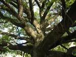 File:Ceiba sp branches.jpg - Wikipedia, the free encyclopedia