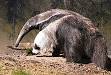 Giant anteater - Wikipedia, the free encyclopedia