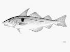 Haddock
