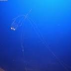 動物界(Animalia) 刺胞動物門(Cnidaria) 箱虫 - via Daymix