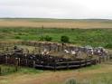 Farming &amp; Agriculture: Beef Quality Assurance: How does your ranch ...