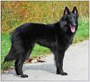 Belgian Shepherd Tervuren Genitic DNA ~ animaldiscovery-