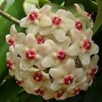 Hoya pubicalyx