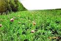 Agropopulations <b>Leuzea</b>