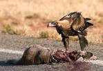 Carrion dream meaning and interpretation