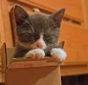 cat in a box