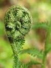 NH5255 : Uncurling fern - via Daymix