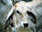 http://upload.wikimedia.org/wikipedia/commons/6/62/Brahman_Baby.jpg