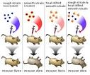Griffith's experiment - Wikipedia, the free encyclopedia