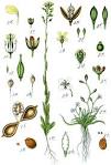 File:Brassicaceae spp Sturm30.jpg - Wikipedia, the free encyclopedia