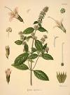 (<b>Mentha</b> X piperita printed as