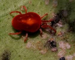 Northwest Hot Springs With Red Spider Mites | Listing - red_spider_mite