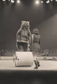 Balancing bear at Bertram Mills\u0026#39;\u0026#39; Circus - Artist Artist als ...