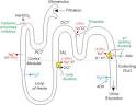 CV Pharmacology: Diuretics