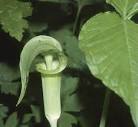 File:<b>Arisaema</b> triphyllum.jpg
