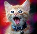 Funny Cats Video