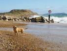 The tide is receding leaving damp sand for the dog to play on. - via Daymix