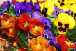 Rockport Garden Club's Annual Plant Sale | Hartstone Inn Camden Maine