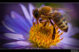 Biene auf Blume II - Bild \u0026amp; Foto von Michael Schirdewahn aus ...