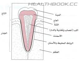 علاج الاسنان طبيعيا  Images?q=tbn:ANd9GcTXuc4OordjXQSKwn5aJ84hyW6ZO5Z3OeRQjGt7F9G9LqDZu0hHfg