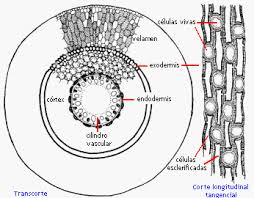 Exodermis