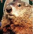 Georgia's groundhog predicts early spring | AccessNorthGa