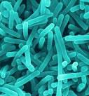 Weight Gain: blame intestinal bacteria