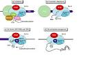(a) The <b>RNA polymerase</b> II