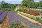 Lavender Beds at Norfolk - via Daymix