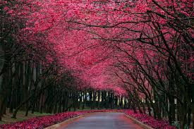 cherry blossom road photo - cherry-blossom-road