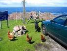 NG7391 : Labrador meets Hens - via Daymix