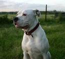 American Bulldog Information, Pictures, Reviews and Q