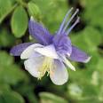 and Lavender Columbine