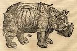 MunsterRhino.jpg - 1034638 - via Daymix