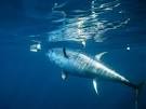 Photo: A bluefin tuna eating