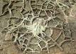Desiccation - Wikipedia, the free encyclopedia