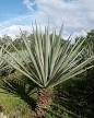 Yucatán - Wikipedia, the free encyclopedia