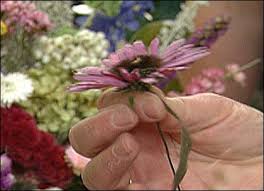 Dried and pressed flowers