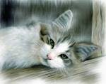 Kitty Cat Pictures