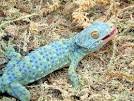 About Tokay Geckos: