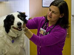 By: Julia Disney. Dr. Laura Garrett examining a dog. Photo Courtesy of University of Illinois College of Veterinary Medicine. If you have an aging pet, ... - CVM_Oncology_07