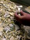 Low Cost Cremation : The Cremation Process Explained